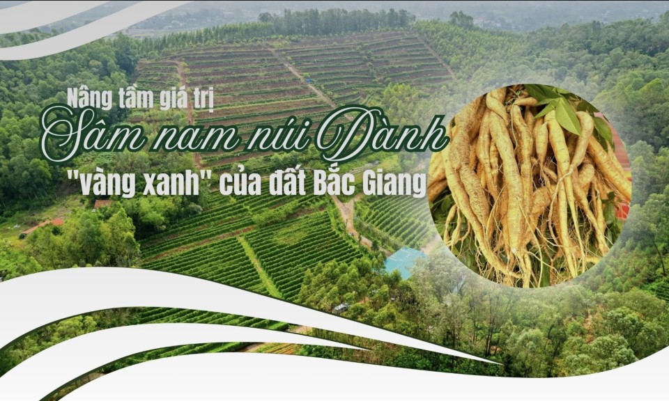 Nâng tầm giá trị Sâm nam núi Dành - "vàng xanh" của đất Bắc Giang