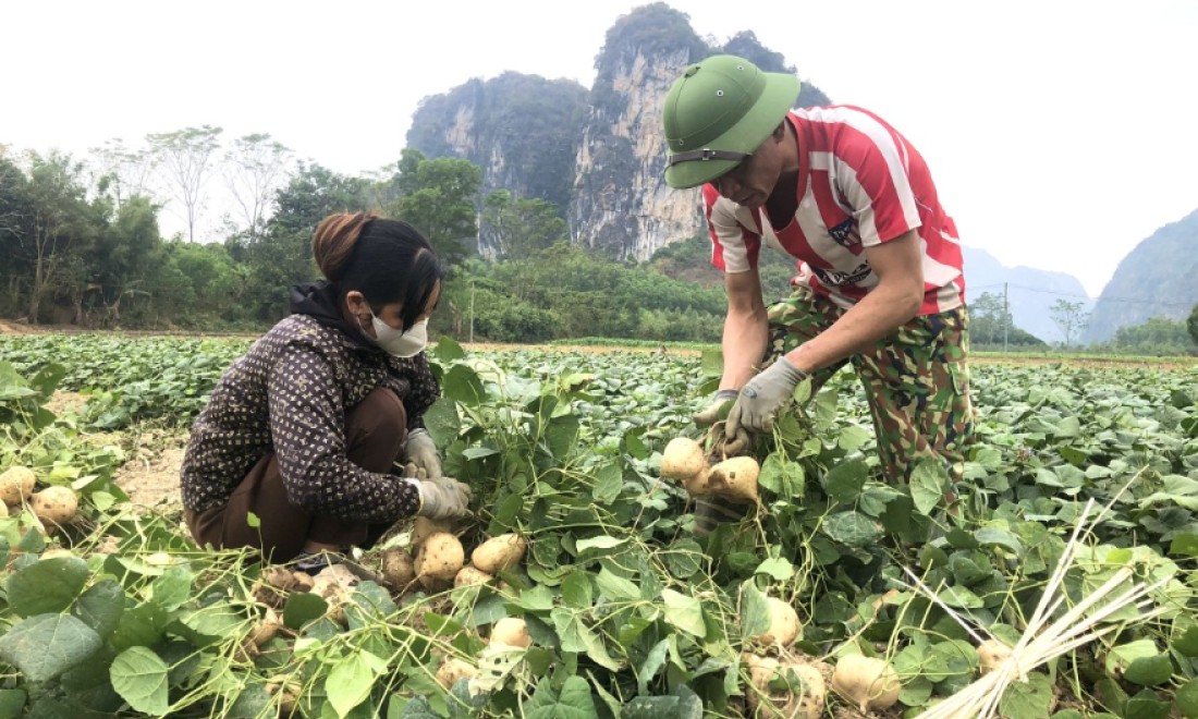 Minh Tiến: Hiệu quả từ mô hình trồng củ đậu