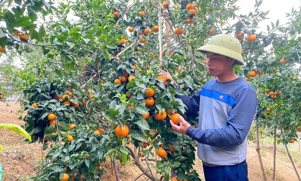 Ghép cam Thái trên gốc bưởi ở Tân Thành: Tăng hiệu quả kinh tế