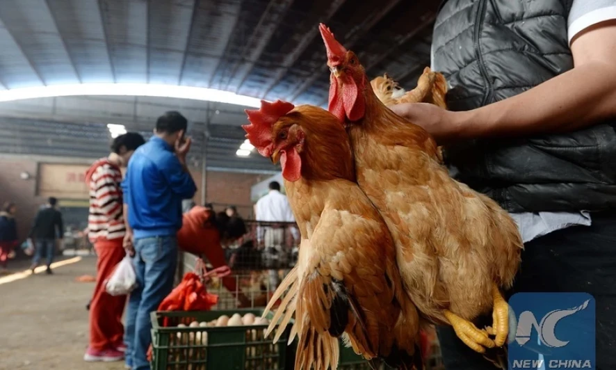 Campuchia ghi nhận ca tử vong đầu tiên do H5N1 trong năm 2025