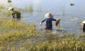 Quy định mới về mức hỗ trợ với cây trồng bị thiệt hại do thiên tai, dịch hại thực vật