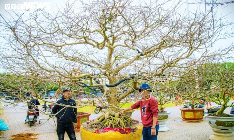 Chiêm ngưỡng cây mai cổ thụ tiền tỷ tại chợ hoa xuân Đắk Lắk