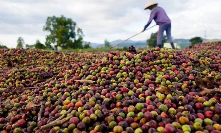 Giá cà-phê Arabica “chọc thủng” mốc 7.600 USD/tấn, gần chạm mức lịch sử