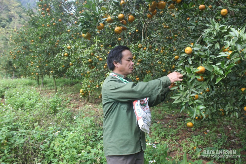 Người dân xã Chiến Thắng sử dụng nguồn vốn vay ưu đãi phát triển mô hình trồng cây ăn quả