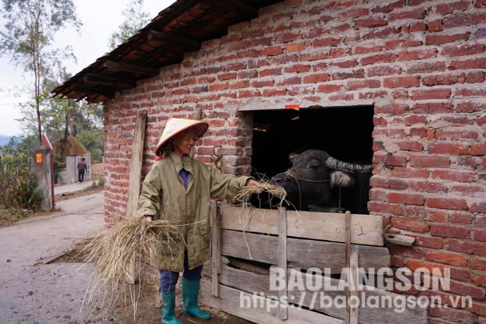 Người dân thôn Trà Ký, xã Mẫu Sơn, huyện Lộc Bình nhốt đàn trâu và chuẩn bị thức ăn phòng chống đói rét cho đàn vật nuôi