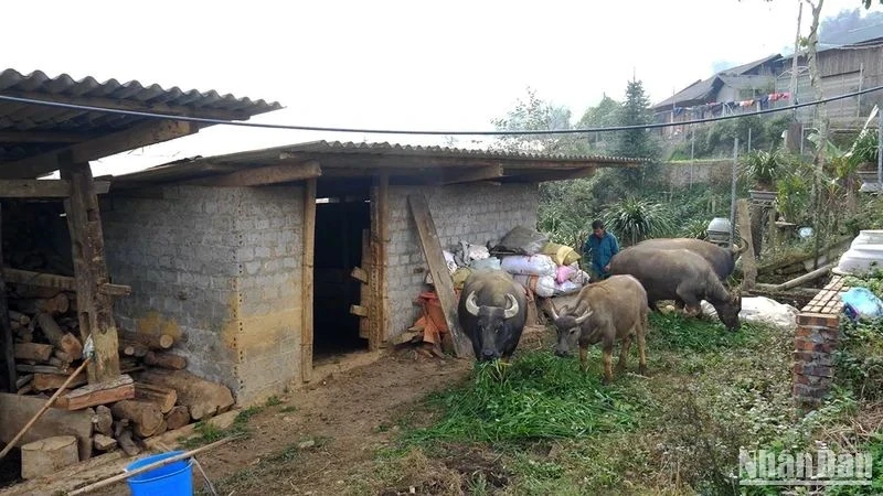 Chăm sóc và bảo vệ đabf trâu trong những ngày giá rét ở Lào Cai. (Ảnh THÀNH TÂM)