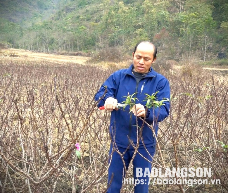 Ông Hoàng Quang Luân, thôn Nà Rào, xã Long Đống chăm sóc cây đào cảnh