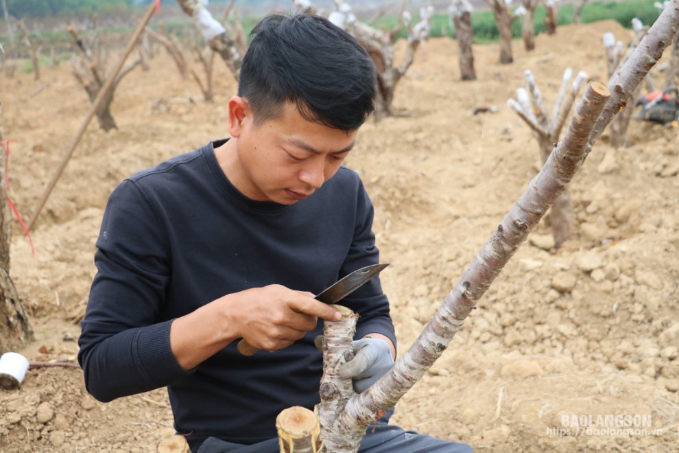 Nông dân xã Minh Hòa, huyện Hữu Lũng chăm sóc đào cảnh sau Tết