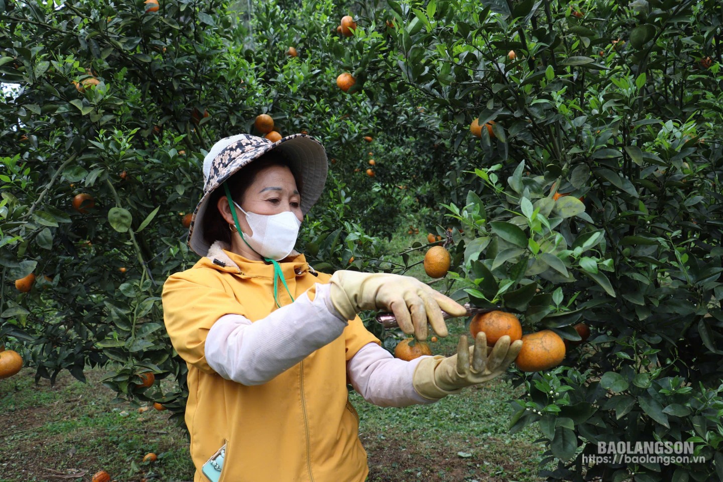 Mô hình trồng quýt tại xã Tân Hương, huyện Bắc Sơn (mô hình được hỗ trợ lãi suất tín dụng theo Nghị quyết 08)