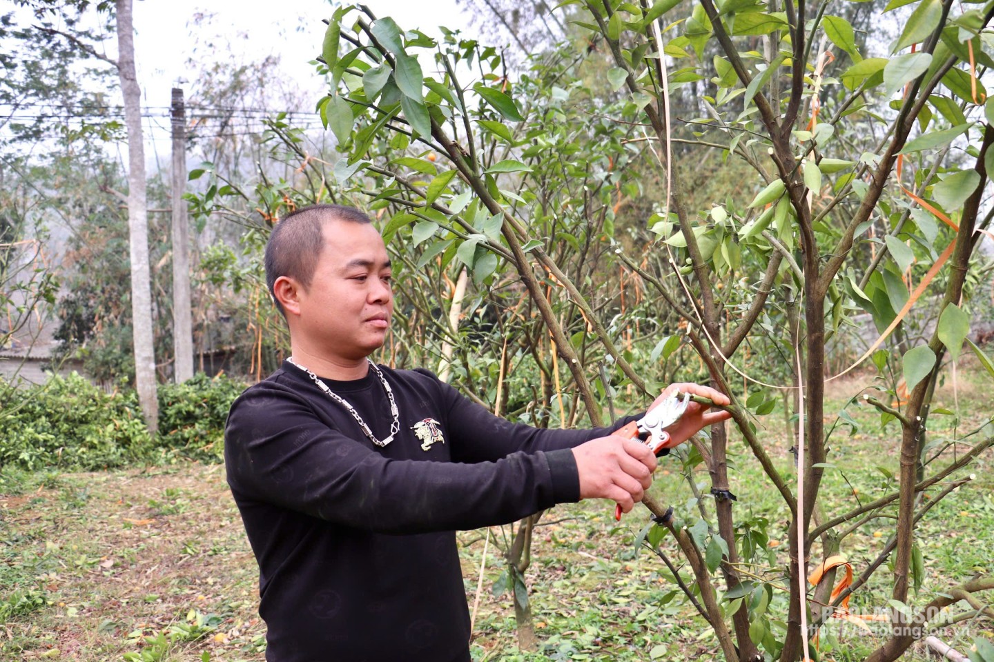 Anh Hoàng Văn Viên chăm sóc cây cam đường Canh