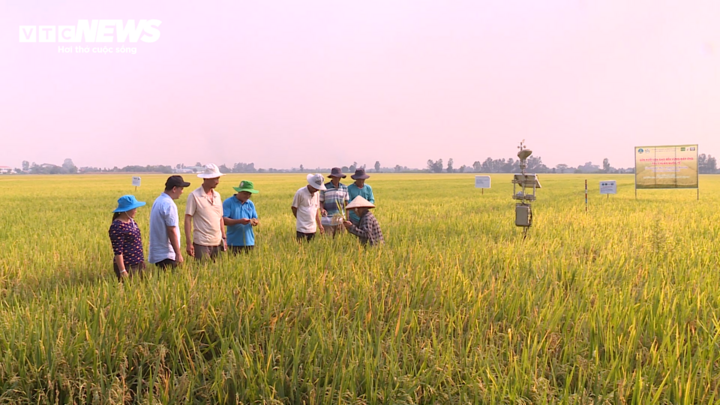 Nông dân tại Cần Thơ áp dụng kĩ thuật canh tác lúa theo mô hình “1 phải, 5 giảm”. (Ảnh: Lệ Thu) 