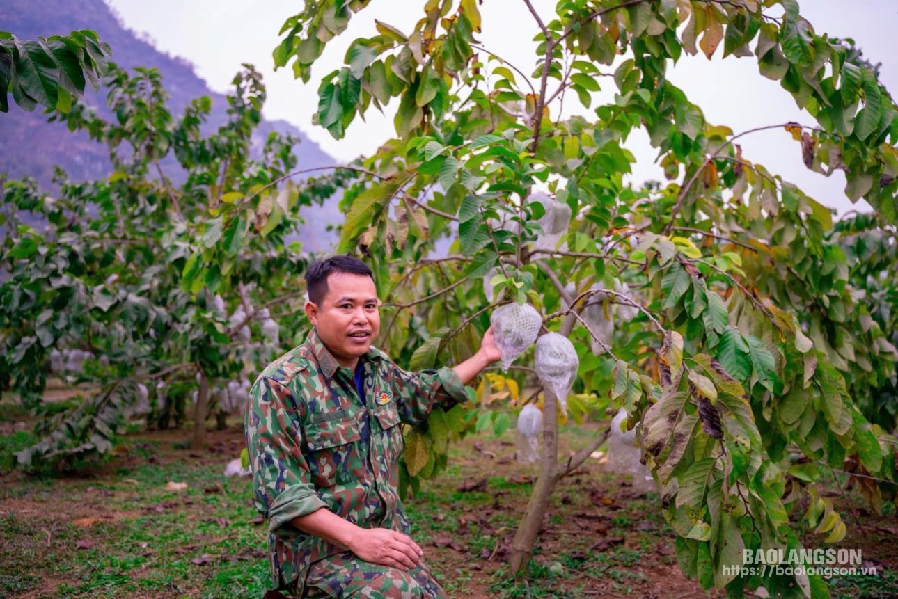 Anh Nguyễn Văn Nhã chăm sóc vườn na Thái của gia đình