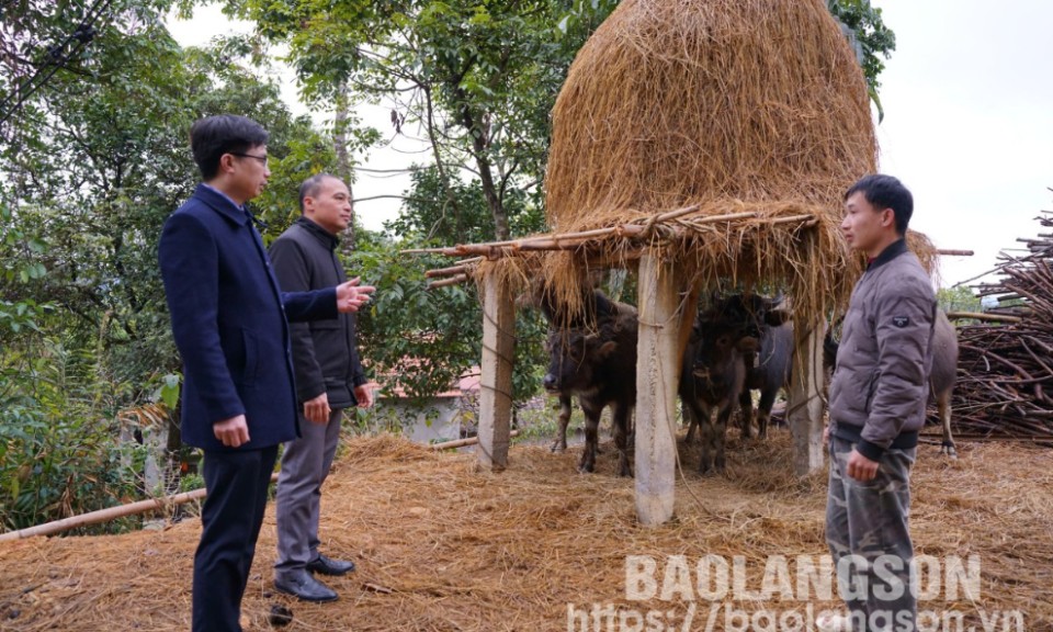 Chủ động ứng phó rét đậm, rét hại