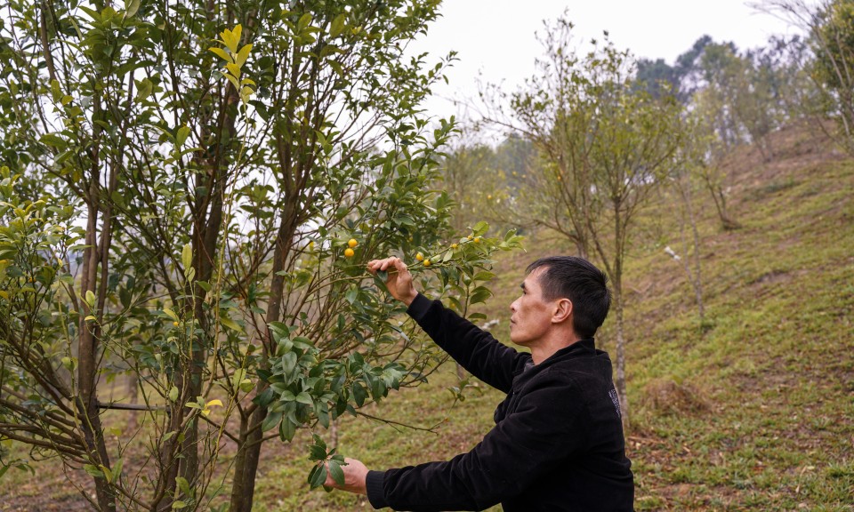 Thành công từ mô hình trồng cây chanh rừng