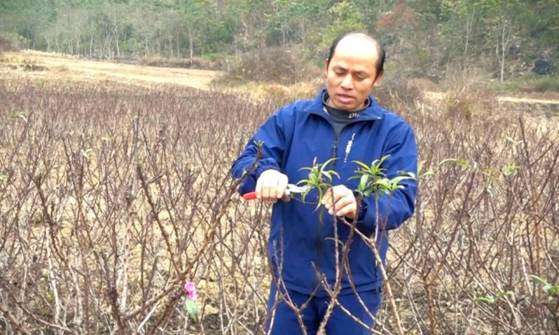 Ông Luân làm giàu từ trồng đào cảnh