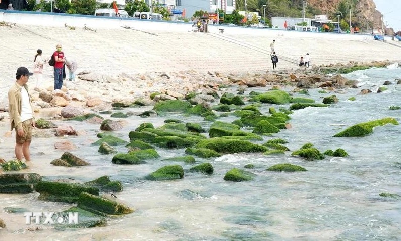 Nhon Hai’s moss-covered rock beach: A must-visit destination in Binh Dinh