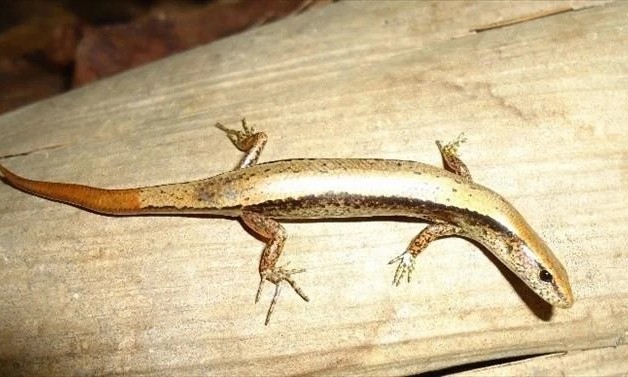 Two new lizard species discovered in Vietnam