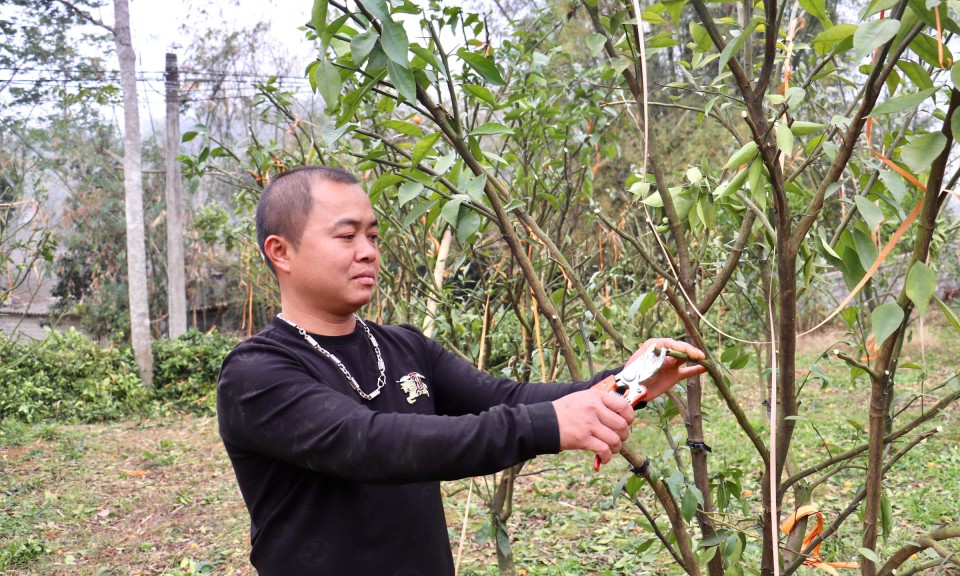 Anh Viên làm giàu từ cây cam đường Canh