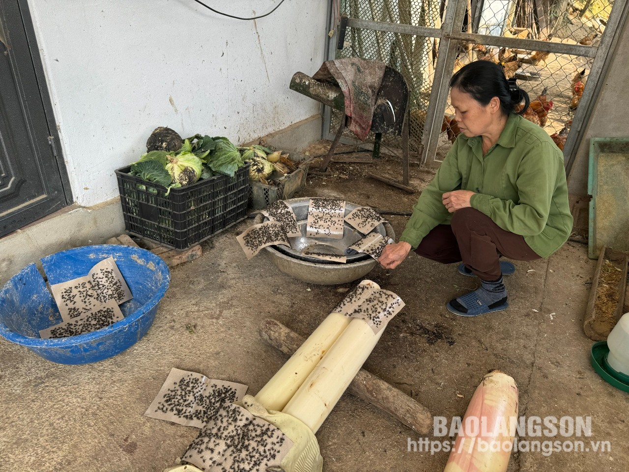 Người dân tại thôn Kéo Van, xã Bắc Việt bẫy ruồi bằng miếng dán được Công ty TNHH Huy Hoàng cấp phát