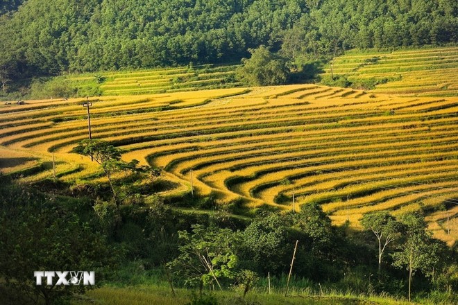 Ruộng bậc thang mùa lúa chín luôn hấp dẫn du khách. (Ảnh: Trọng Đạt/TTXVN)