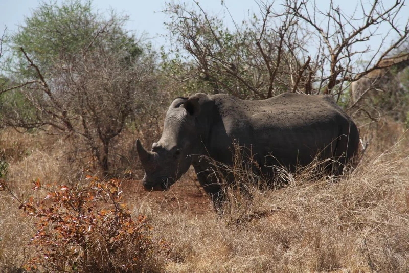 Một con tê giác tại Công viên quốc gia Kruger (KNP) ở Cape Town, Nam Phi. Ảnh: Tân hoa xã