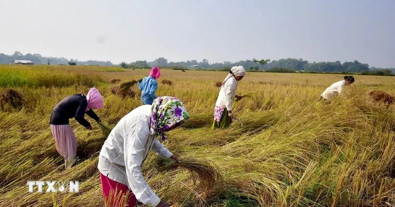 Nông dân thu hoạch lúa trên cánh đồng ở Nagaon (Ấn Độ). (Ảnh: ANI/TTXVN)