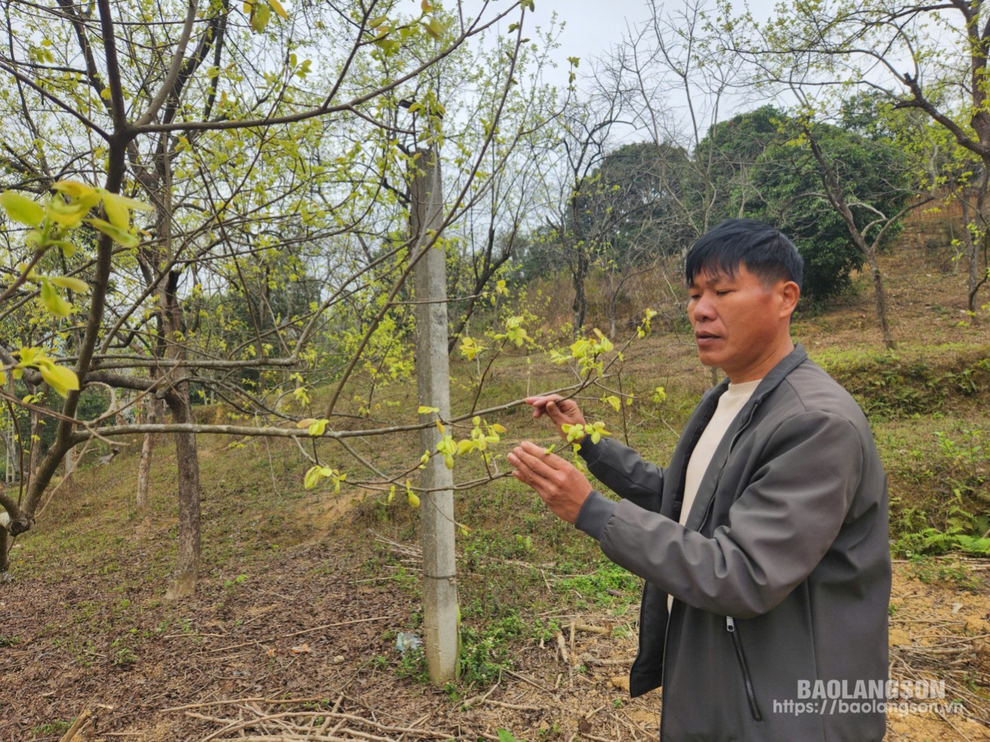 Thành viên THT sản xuất hồng không hạt Bảo Lâm, xã Hải Yến kiểm tra sâu bệnh trên cây hồng