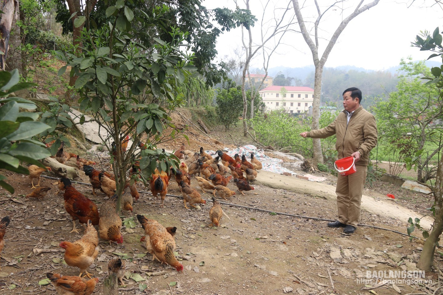 Người dân xã Liên Hội, huyện Văn Quan chăm sóc đàn gà