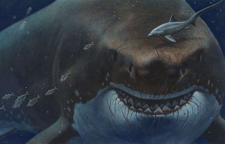 Cá mập khổng lồ Megalodon.