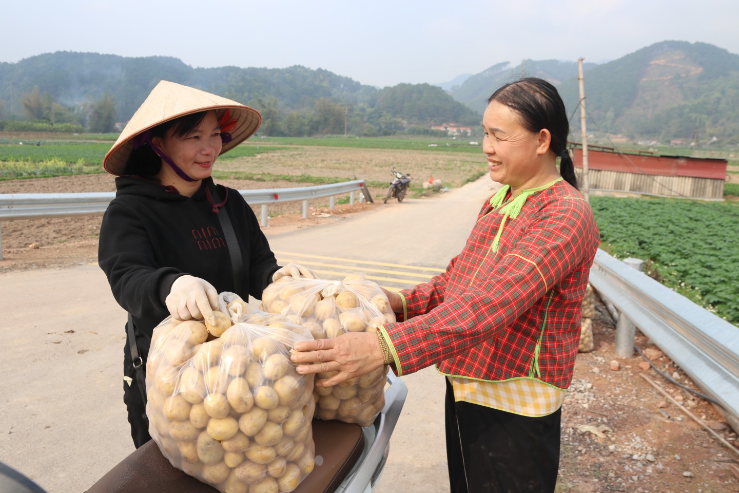 Sau khi phân loại, đóng túi, khoai tây được các tư thương, doanh nghiệp, hợp tác xã đến thu mua tại chỗ…