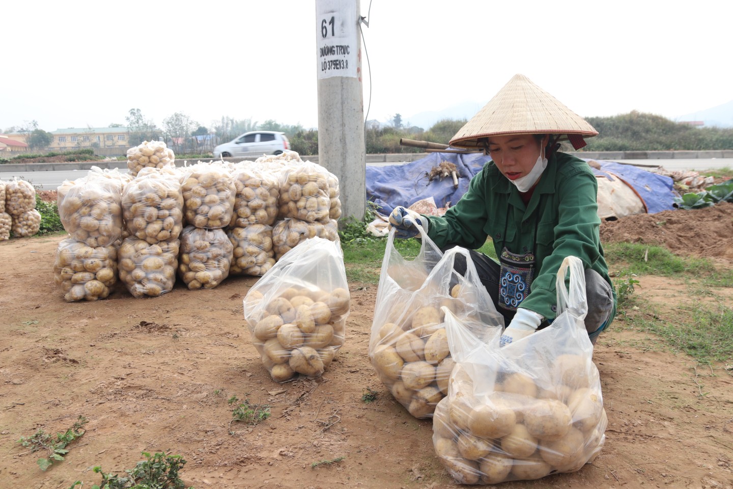 Hiện nay, khoai tây có giá giao động từ 6.000 – 7.000 đồng/kg tại ruộng (tùy loại), giá tương đương so với cùng kỳ năm ngoái.