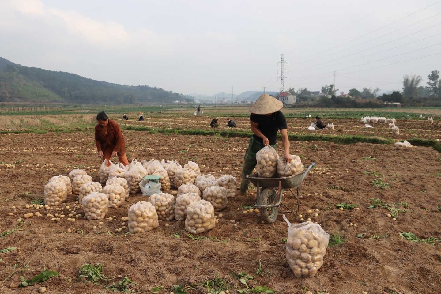 Người dân xã Gia Cát, huyện Cao Lộc phân loại, đóng khoai tây vào túi ngay tại ruộng.