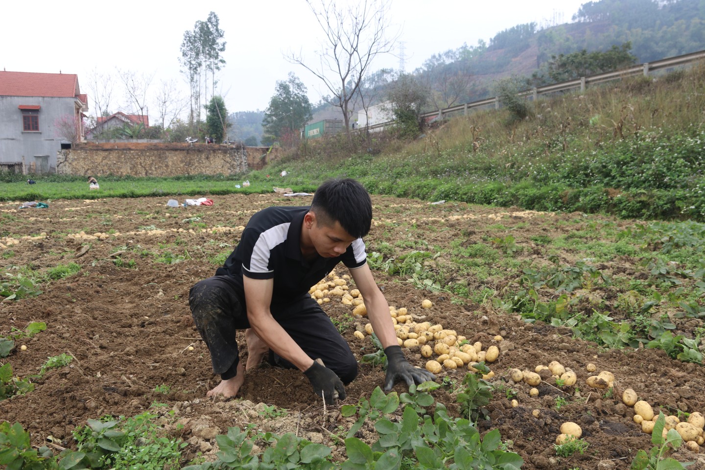 Thời điểm này, khoai tây đang vào vụ thu hoạch. Tranh thủ thời tiết thuận lợi, khô ráo, từ sáng sớm, người dân thị trấn Đồng Mỏ, huyện Chi Lăng tích cực xuống đồng thu hoạch khoai tây.