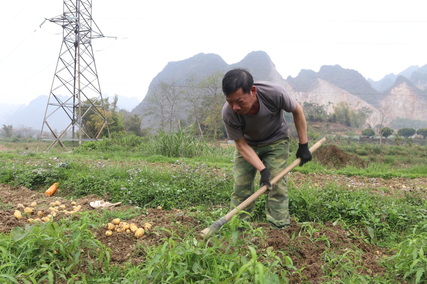 Khoai tây được người dân trồng trên đất pha cát, do vậy, khâu thu hoạch cũng trở nên dễ dàng hơn. Người dân chủ yếu dùng dụng cụ dao, hoặc cuốc để thu hoạch khoai tây.
 
