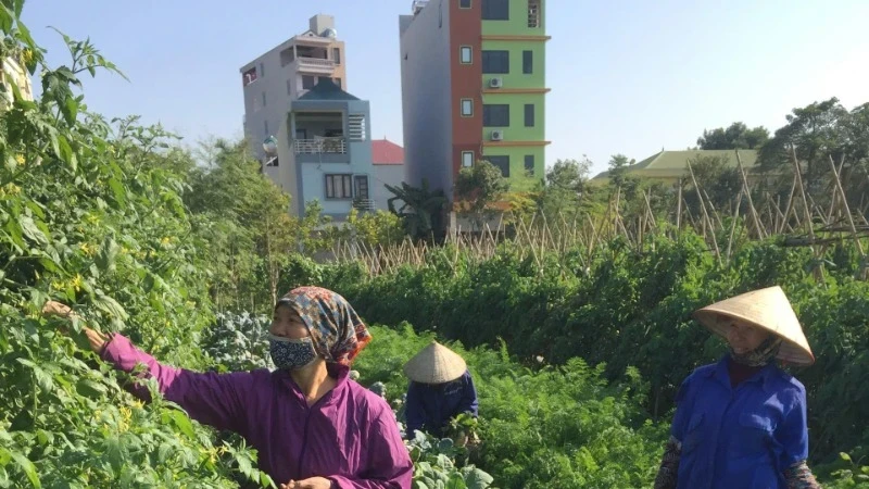 Người dân ở huyện Sóc Sơn (Hà Nội) chăm sóc rau màu.