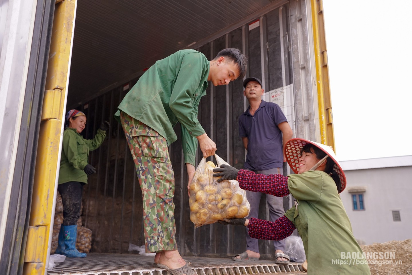 HTX Nông lâm nghiệp xã Tú Đoạn thu mua khoai tây từ người dân trên địa bàn xã