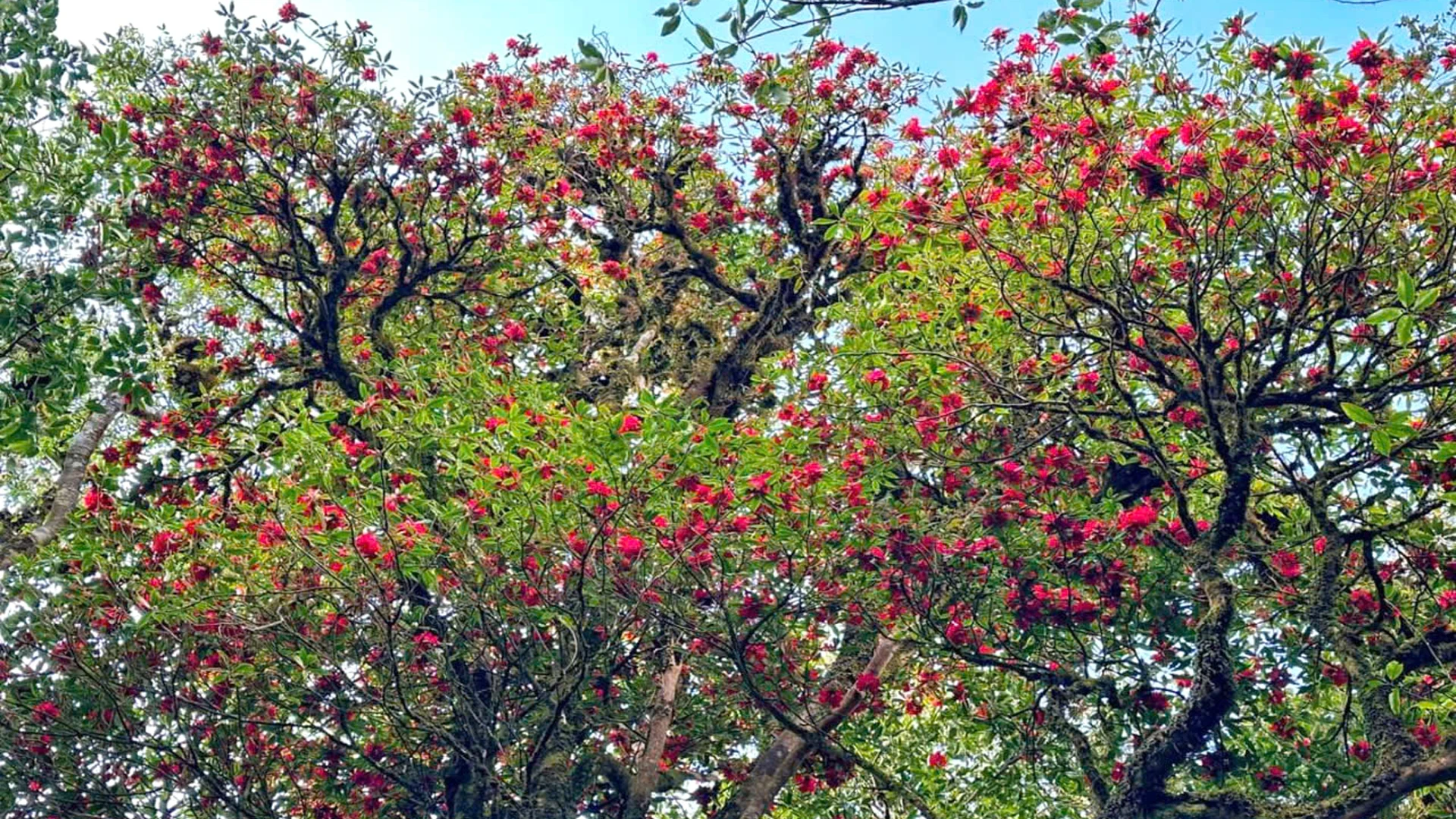 Thống kê cho thấy Lai Châu có hơn 30 loài đỗ quyên khác nhau.