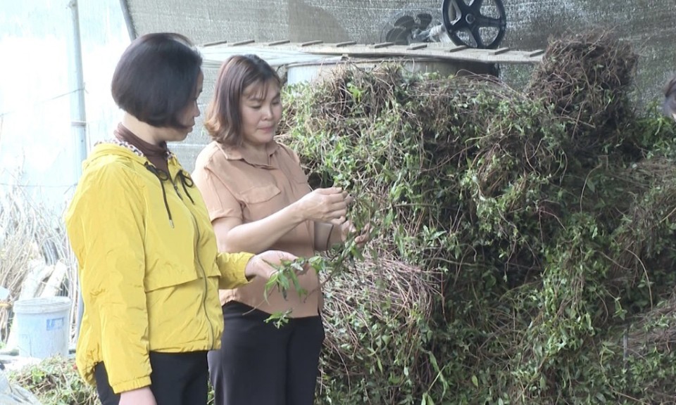 Gương phụ nữ điển hình nỗ lực vươn lên phát triển kinh tế