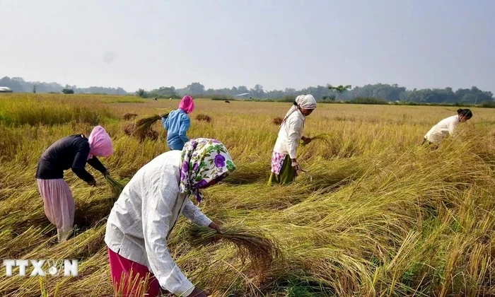 Giá gạo của Ấn Độ tiếp tục giảm do nhu cầu yếu và nguồn cung dồi dào