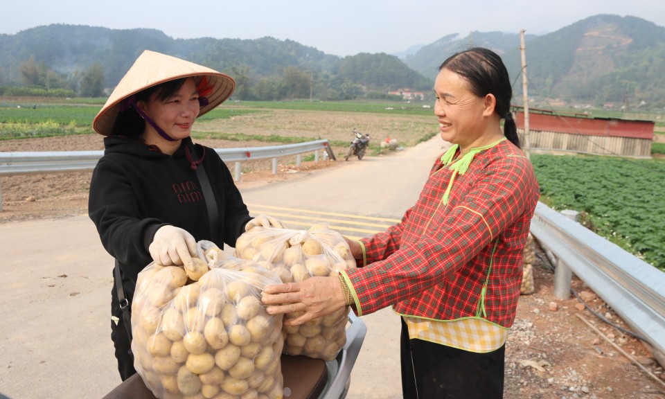 Người dân vui mùa khoai tây