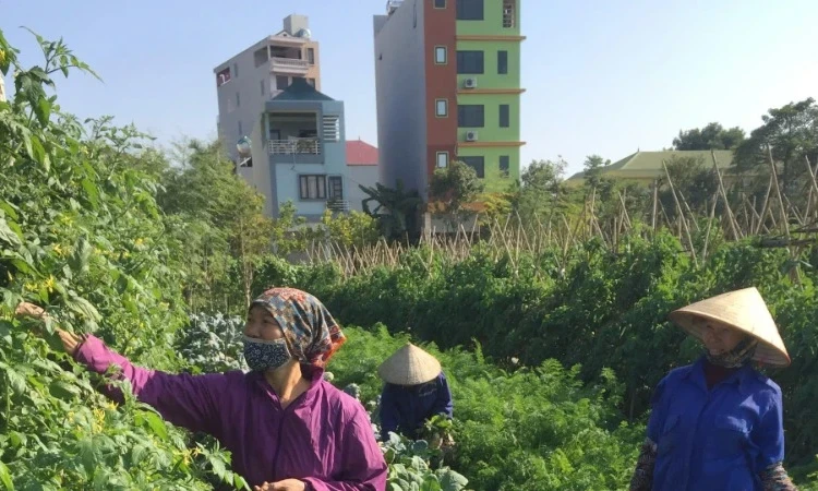 Chủ động phòng trừ bệnh đạo ôn lá gây hại trên lúa ở các tỉnh phía bắc