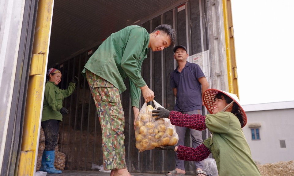 Hợp tác xã Nông lâm nghiệp xã Tú Đoạn: Phát triển từ mô hình liên kết tiêu thụ khoai tây