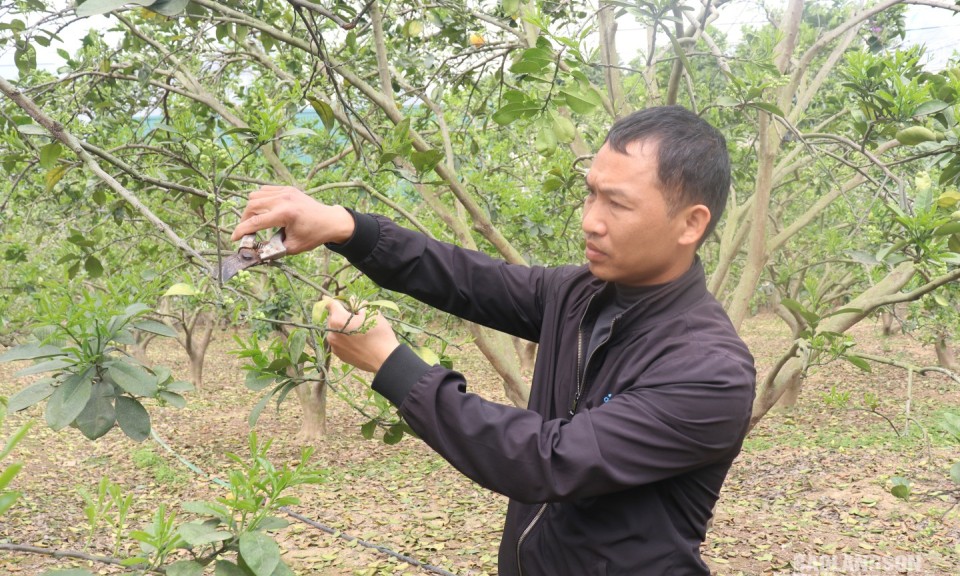 Hội viên nông dân năng động phát triển kinh tế