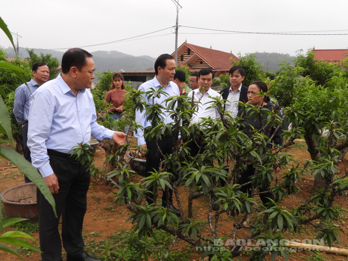 Đồng chí Chủ tịch UBND tỉnh thăm mô hình trồng đào cảnh tại hợp tác xã hoa đào Bản Cao, xã Quảng Lạc