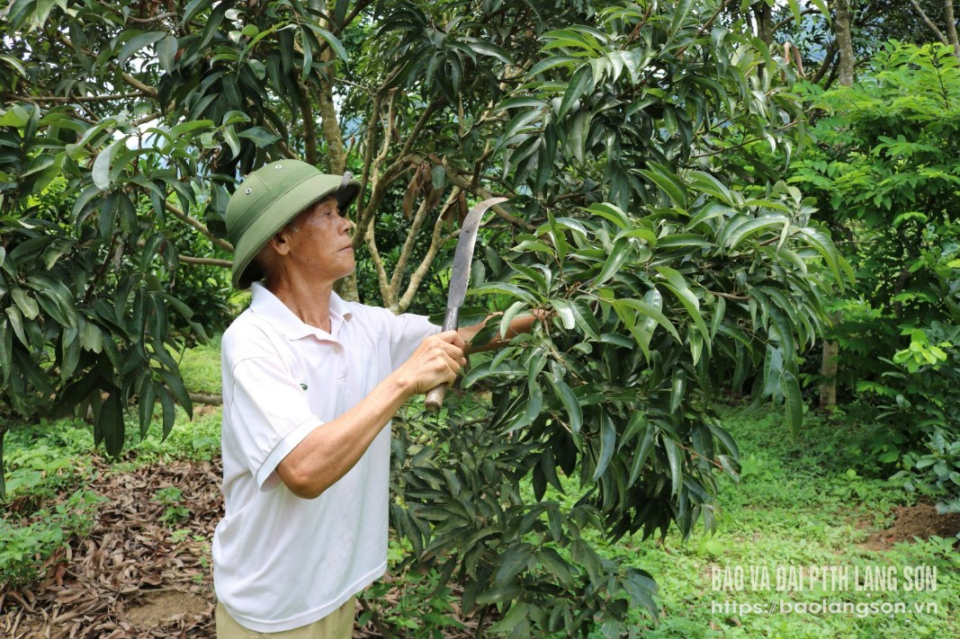 Hội viên Hội Cựu thanh niên xung phong xã Chi Lăng, huyện Chi Lăng phát triển kinh tế từ mô hình cây ăn quả