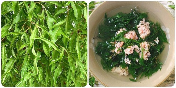 Đinh lăng là vị thuốc quý trong y học cổ truyền