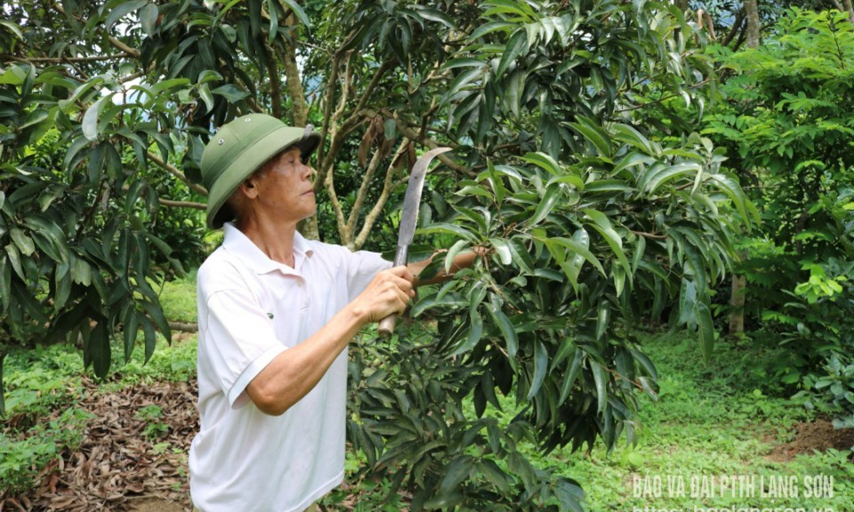 Vững bước xây dựng quê hương