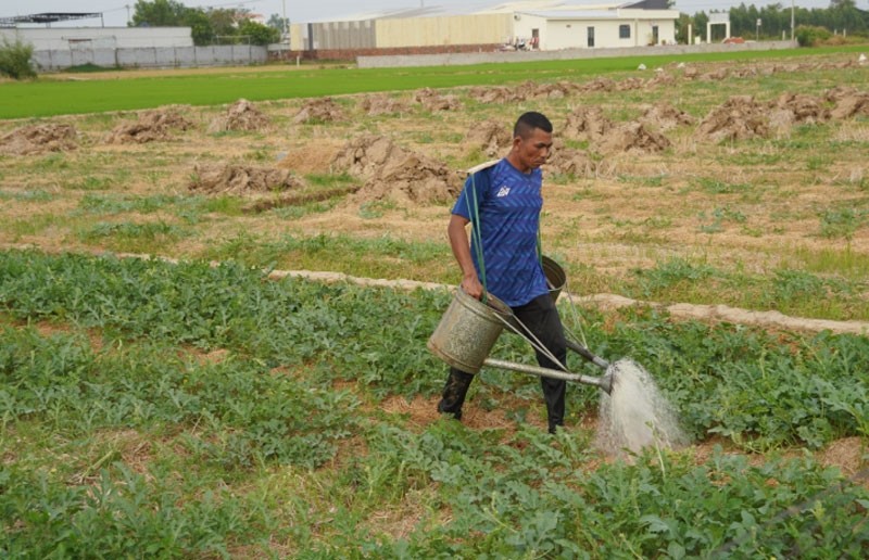 Nông dân huyện Long Phú, tỉnh Sóc Trăng chuyển đổi canh tác để thích ứng với hạn, mặn.