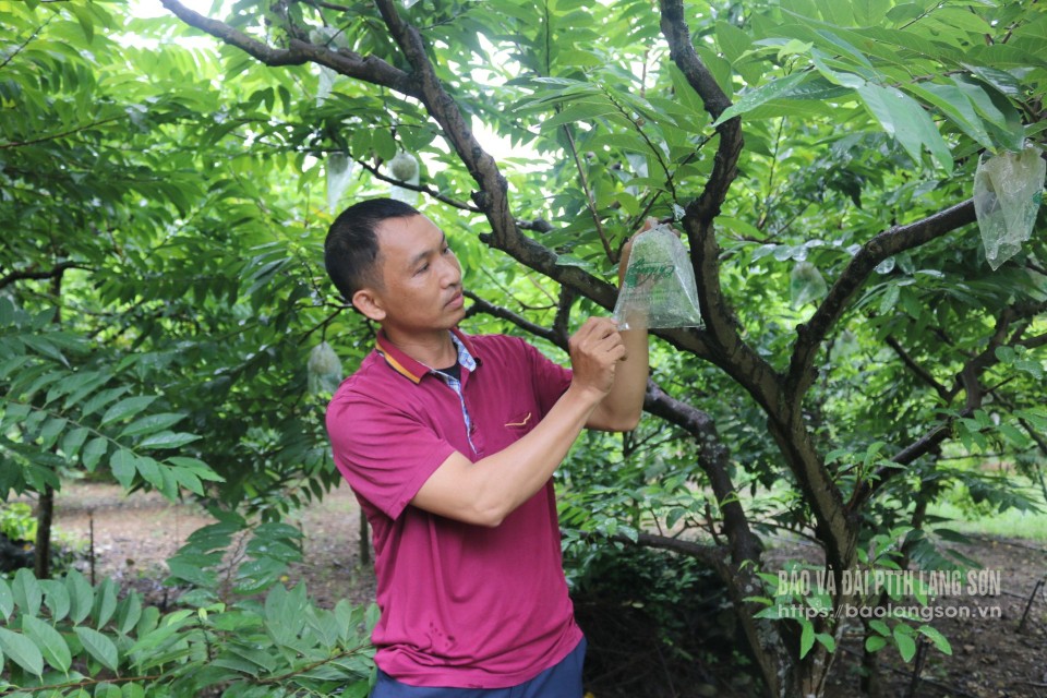 Người dân xã Chi Lăng, huyện Chi Lăng chăm sóc na