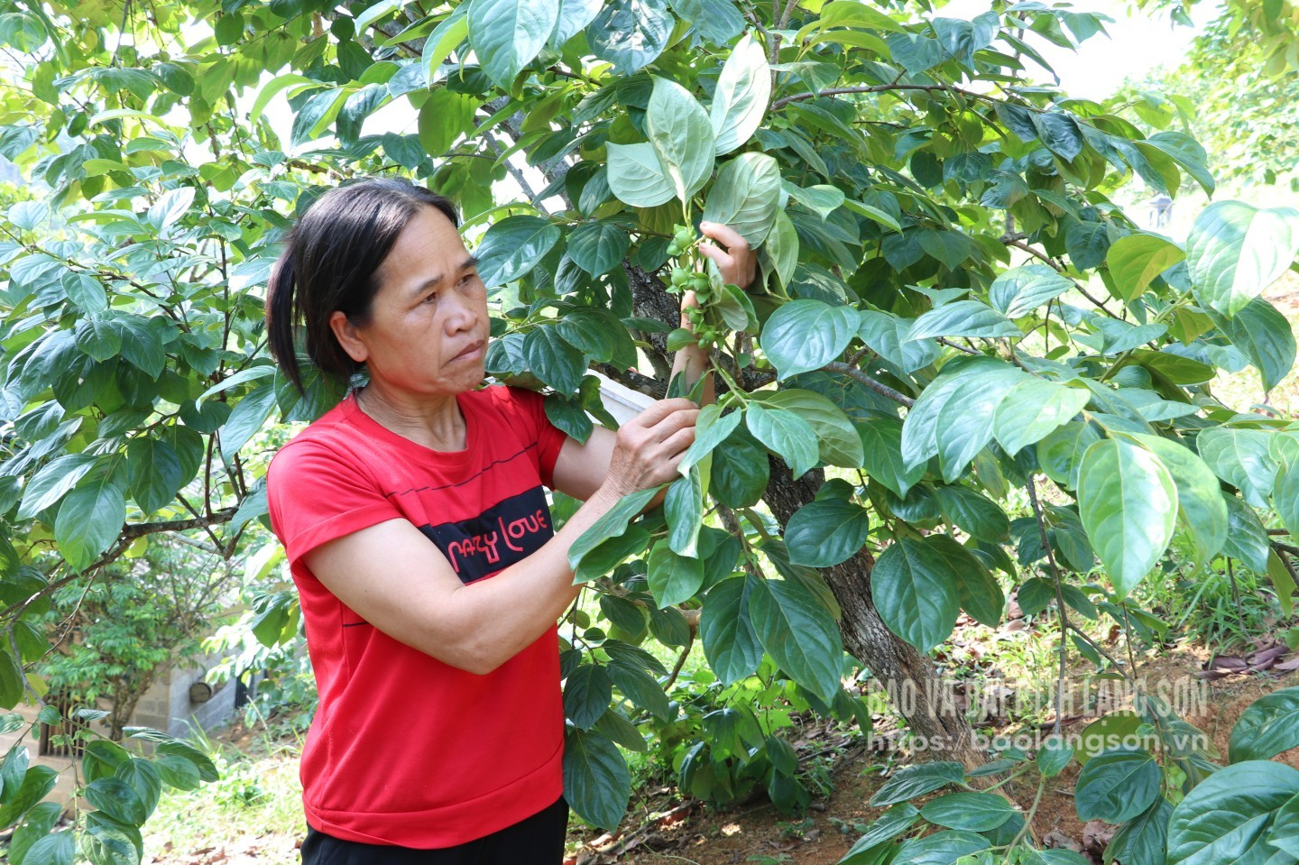 Người dân thôn Pò Pheo, xã Hoàng Việt phát triển mô hình trồng hồng Vành khuyên từ nguồn vốn vay ưu đãi của Ngân hàng Chính sách xã hội